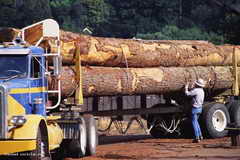 В 2010 г. экспорт лесоматериалов из Сибири составил более 2,3 млрд долларов
